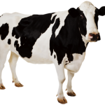 cow